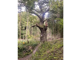 Naturdenkmal :“Dicke Eiche“