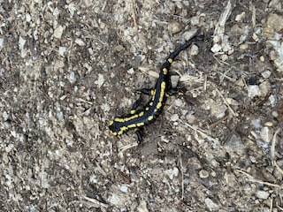 Feuersalamander