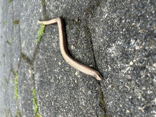 Blindschleiche
