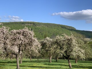 Streuobstwiese in Birkenfelde