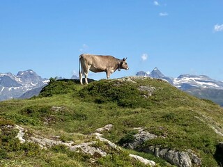 Kuh geniesst Aussicht