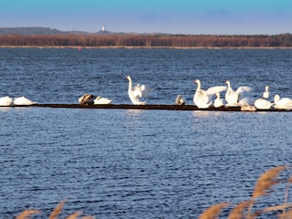 Blick zur Insel Hiddensee, 2