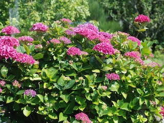 Apartment Nes Außenaufnahme 2