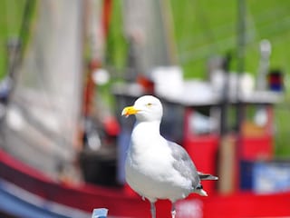 Den Möwen gefällt es hier auch