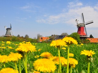 Blumenwiese vor den Mühlen