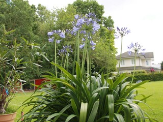 blühender Garten