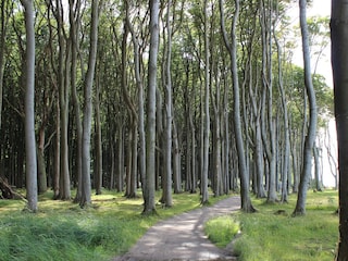 Gespensterwald