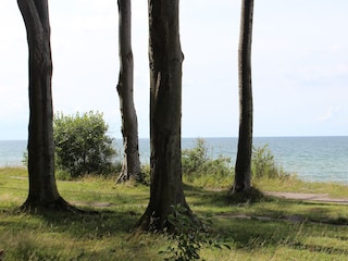 Gespensterwald
