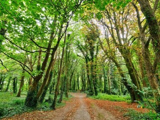 Vakantiehuisje St. Ives Omgeving 16