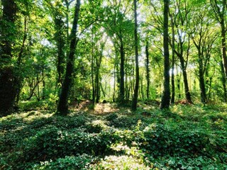 Cottage St. Ives Umgebung 17