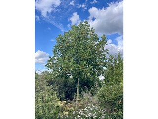 Tulpenbaum