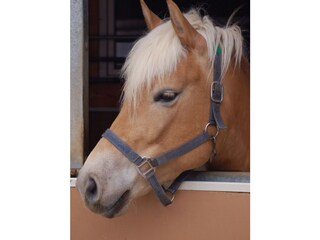 unser Pferd Ontara