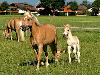 Auf der Koppel