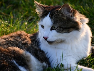 Schecky, unser Streuner