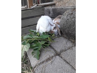 Kaninchen Inchen und Ida
