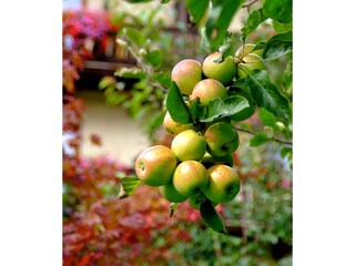 Appartement-Monuth-Bad-Hofgastein-Garten-Apfelbaum