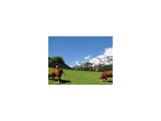unsere Kühe auf der Weide