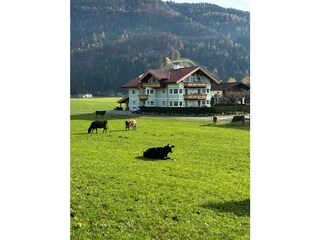 IMG-20251101-WA0005