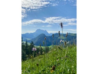Almwiese Sommer