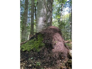 Ameisenhaufen