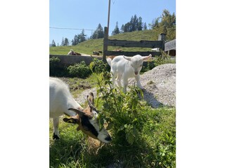 Ziegen "Goaß mit Goaßkitz"