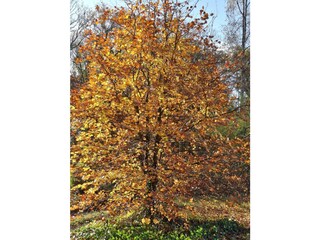 Herbst