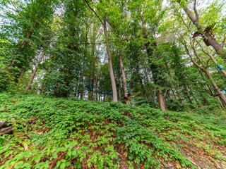 Ferienhaus La Roche-en-Ardenne Außenaufnahme 8