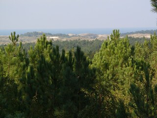 Dünen Schoorl