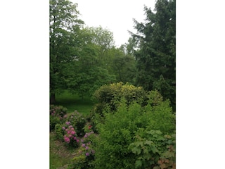 Blick in den Garten