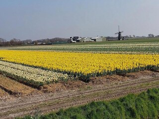 Ferienhaus Sint Maartenszee Außenaufnahme 4