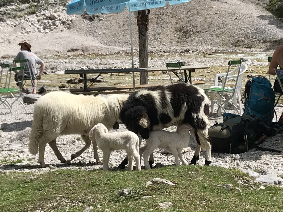 Schafe an der Reintalangerhütte