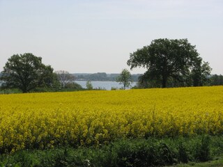Rapsblüte