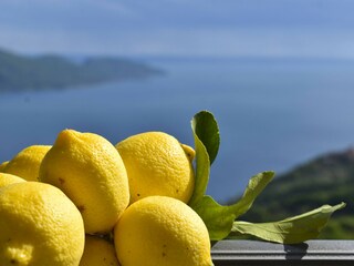 Vakantieappartement Tignale Kenmerken 52