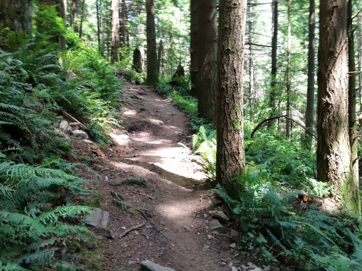 Wald Wanderweg