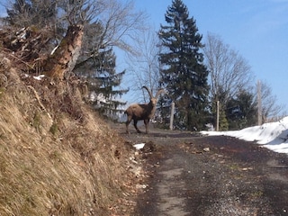 Wanderweg direkt hinter dem Chalet