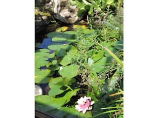 Teich