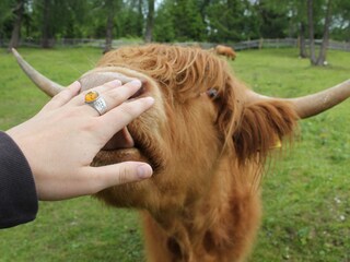 Our friendly Highlandcows