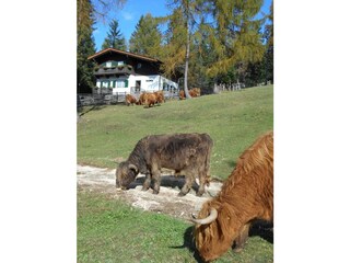 Alpine hut Unsere Liebe Frau im Walde-St. Felix Outdoor Recording 3