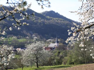 Traumhafte Kirschblüte