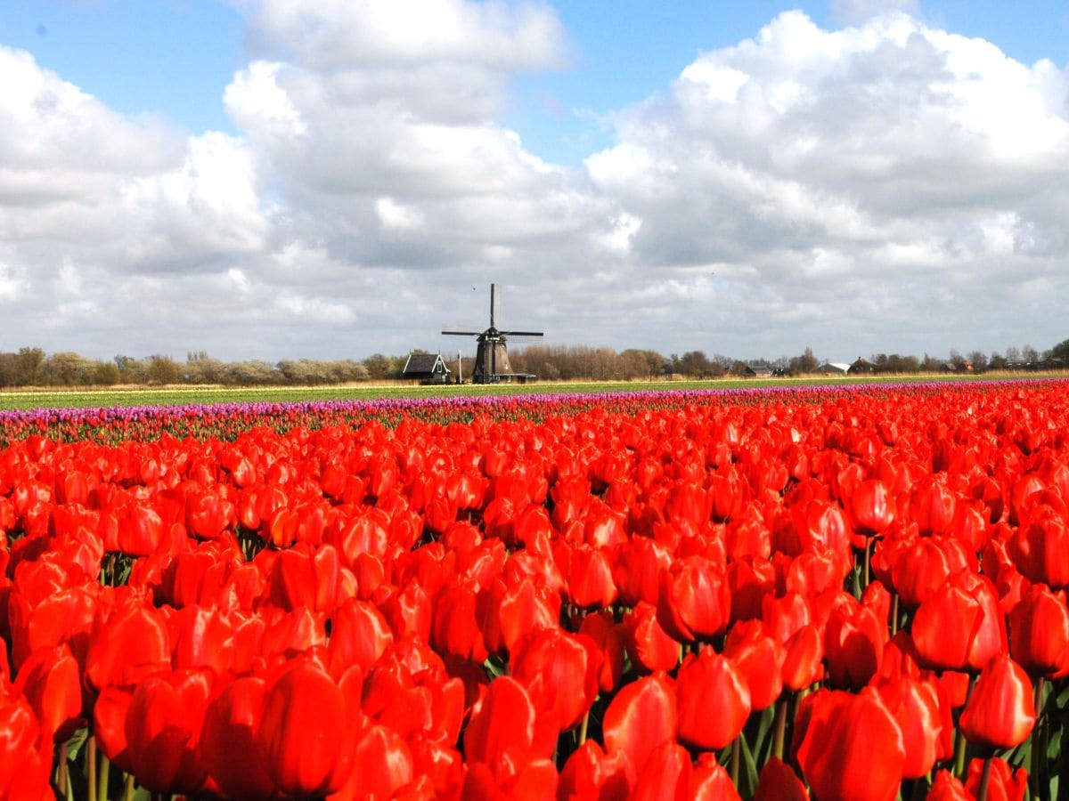 Tulpenfelder Umgebung