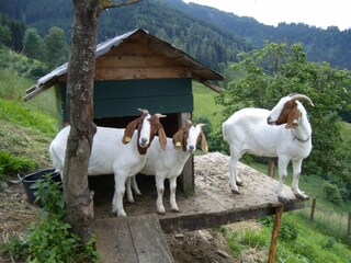 Appartamento per vacanze Bischofshofen Ambiente 15