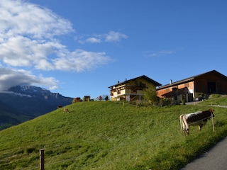 Rinder auf der Weide