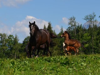 Appartamento per vacanze Bischofshofen Ambiente 14