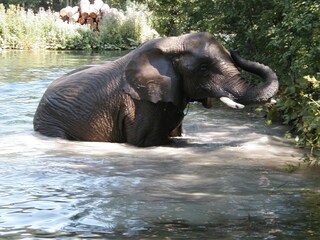 Appartamento per vacanze Bad Aussee Ambiente 40