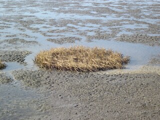 Wattenmeer