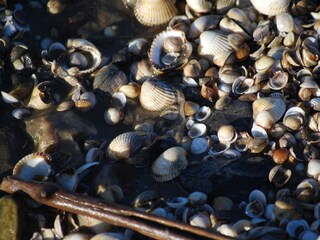 Wattführung + Kinderwattführung mit Krabbenfischen