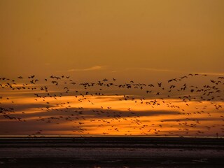 Gänse im Sonnenuntergang