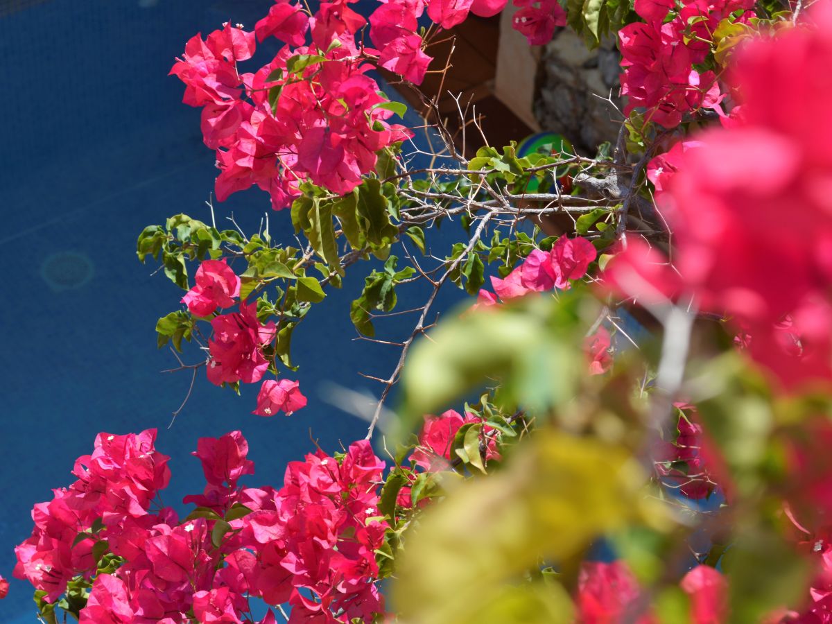 Blühende Bougainvillea