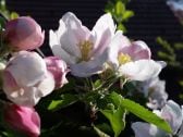 Apfelblüte im Garten Aballo