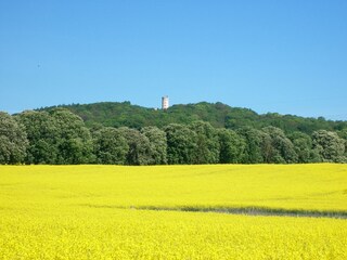 Rapsblüte mit Jagdschloß Granitz im Hintergrund